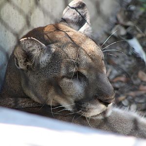Florida Panther portrait (P. concolor couguar)
