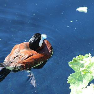 Ruddy Duck (Oxyura jamaicensis)