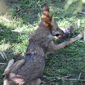 Red Wolf pup (Canis rufus)