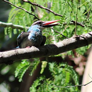 Blue-breasted kingfisher