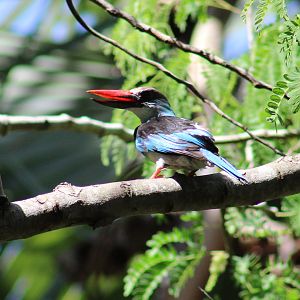 Blue-breasted kingfisher