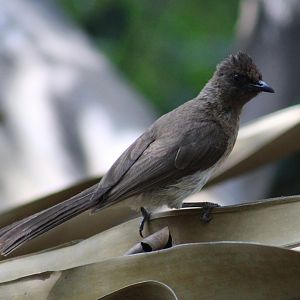 Common garden bulbul