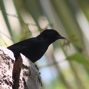 Northern black flycatcher