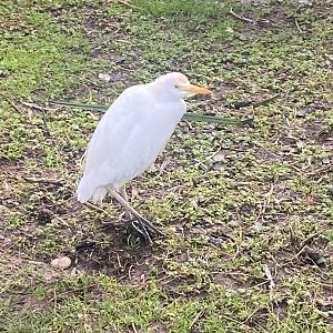 Wetlands Aviary - Cattle egret 231022