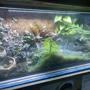 Reptile House - Poison dart frog exhibit 231022