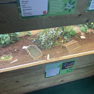 Reptile House - Indian star tortoise exhibit 231022