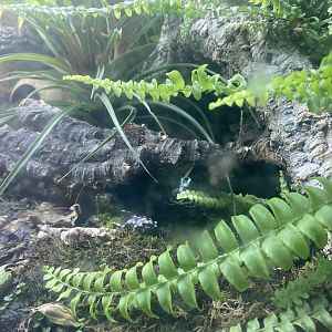 Reptile House - Poison dart frogs 231022