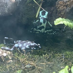 Reptile House - Poison dart frogs 231022