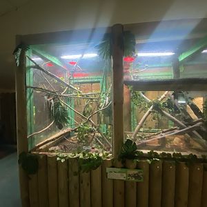 Reptile House - Black tree monitor exhibits 231022