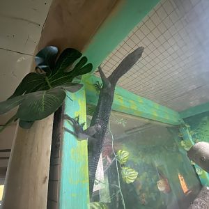 Reptile House - Black tree monitor 231022