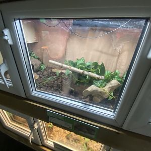 Reptile House - Brazilian rainbow boa exhibit 231022