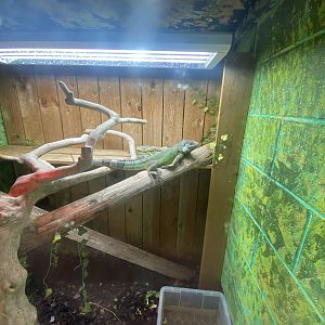 Reptile House - Common green iguana exhibit 231022