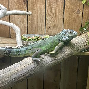 Reptile House - Common green iguana 231022