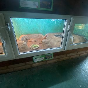 Reptile House - Bearded dragon exhibit 231022