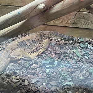 Reptile House - Yellow-spotted or Argus monitor 231022