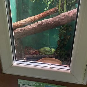 Reptile House - Green tree python exhibit 231022