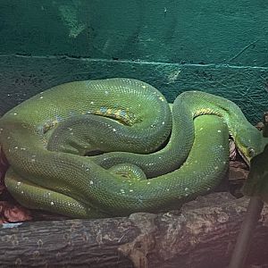 Reptile House - Green tree python  231022