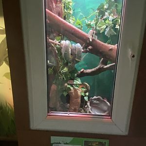 Reptile House - Emerald tree boa exhibit 231022