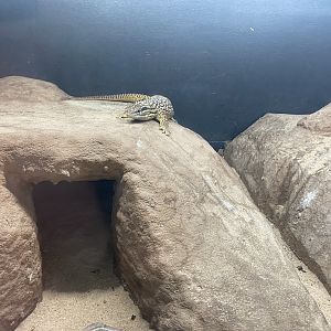 Reptile House - Spiny-tailed monitor 231022