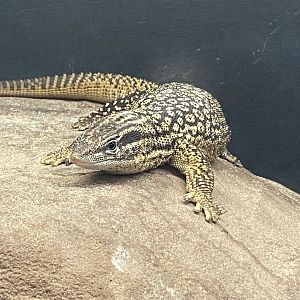 Reptile House - Spiny-tailed monitor 231022