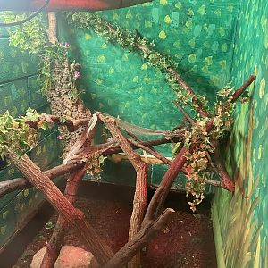 Reptile House - Jungle carpet python exhibit 231022