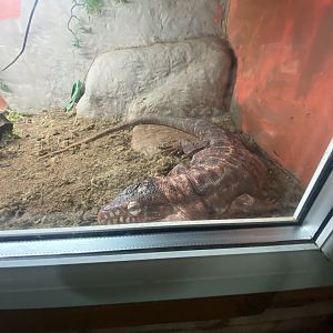 Reptile House - Red tegu 231022