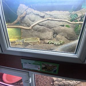Reptile House - Saharan mastigure exhibit 231022