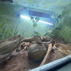 Reptile House - Sudan plated lizard exhibit 231022