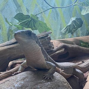 Reptile House - Sudan plated lizard 231022