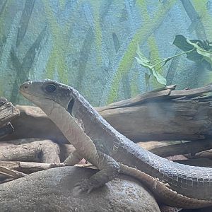 Reptile House - Sudan plated lizard 231022