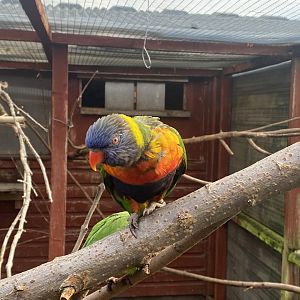 Rainbow lorikeet 231022