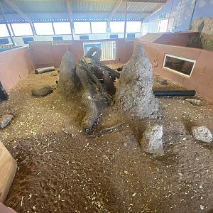 Meerkat enclosure 231022