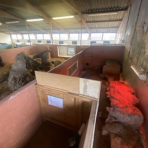 Meerkat enclosure 231022