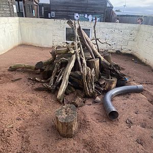 Meerkat enclosure 231022