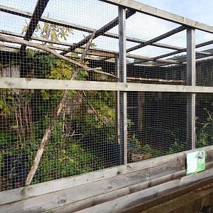 Barn owl aviary 231022