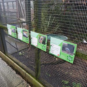 Mixed aviary inhabitants 231022