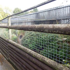 Red-breasted goose aviary 231022