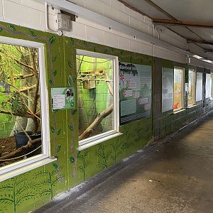 Cotton-top tamarin enclosure 231022