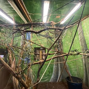 Cotton-top tamarin enclosure 231022