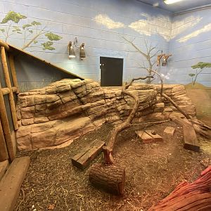 Rhinoceros iguana and Leopard tortoise exhibit 231022