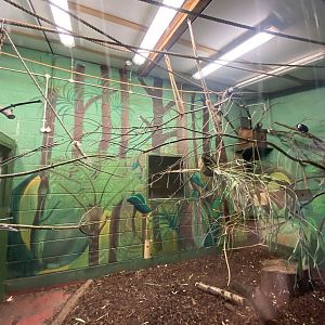 Geoffroy's marmoset enclosure 231022