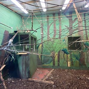 Geoffroy's marmoset enclosure 231022