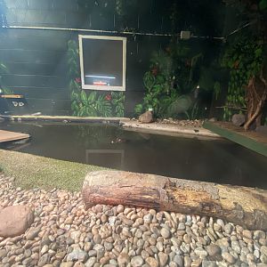 Cuvier's dwarf caiman and Yellow-bellied slider exhibit 231022