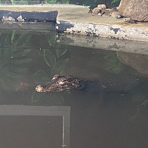Cuvier's dwarf caiman 231022