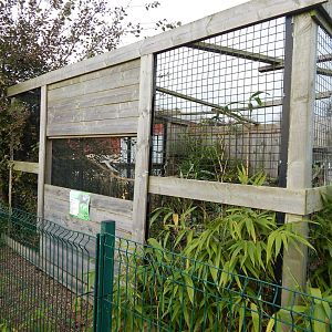 Laughing kookaburra aviary 231022