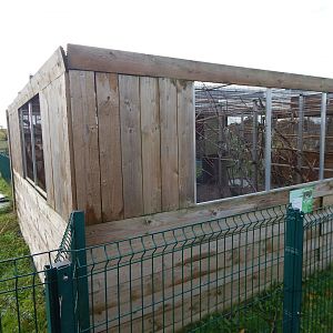 Cockatiel aviary 231022