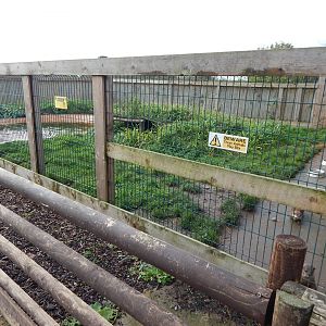 Asian small-clawed otter enclosure 231022