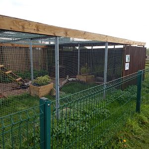 Bengal eagle-owl aviary 231022