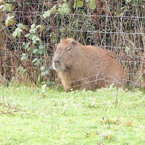 Capybara 231022