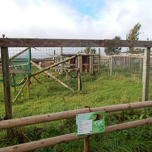 Black lemur enclosure 231022
